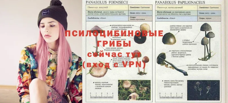 Псилоцибиновые грибы Psilocybe  магазин продажи наркотиков  Буинск 